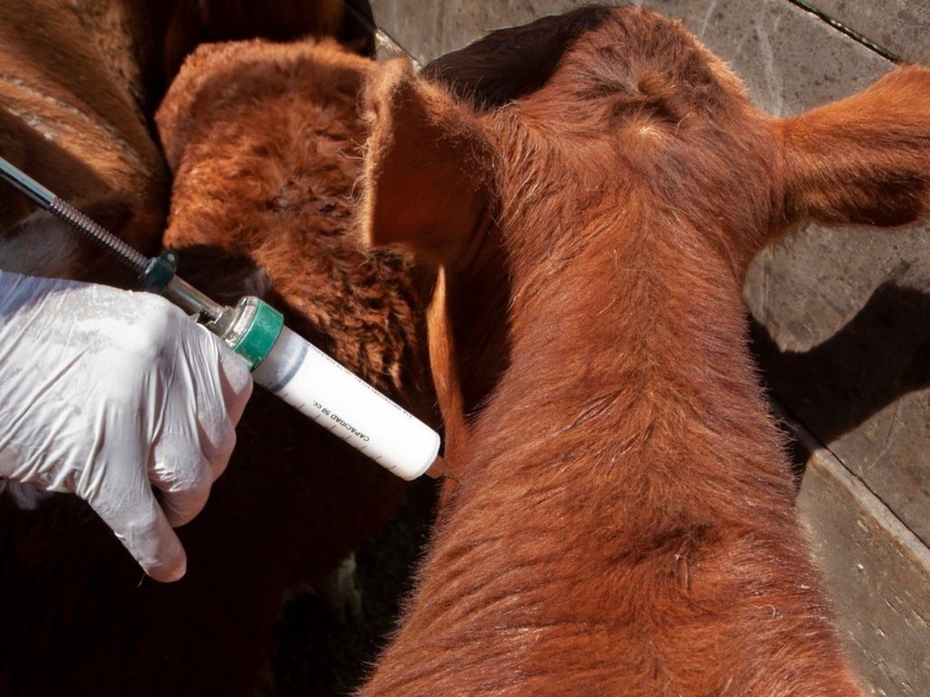 Brucelosis bovina: la prevención ya no termina con la vacunación obligatoria de terneras